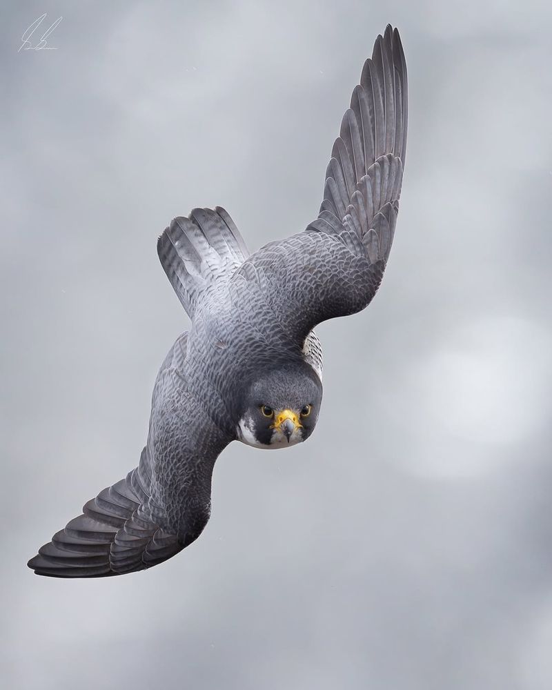 Peregrine Falcon – Speed (Falling Speed)