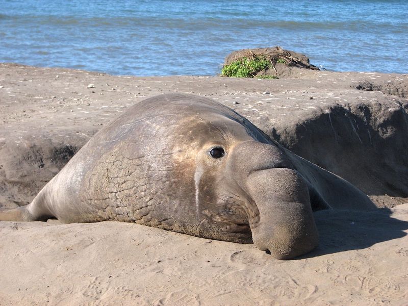 Elephant Seals