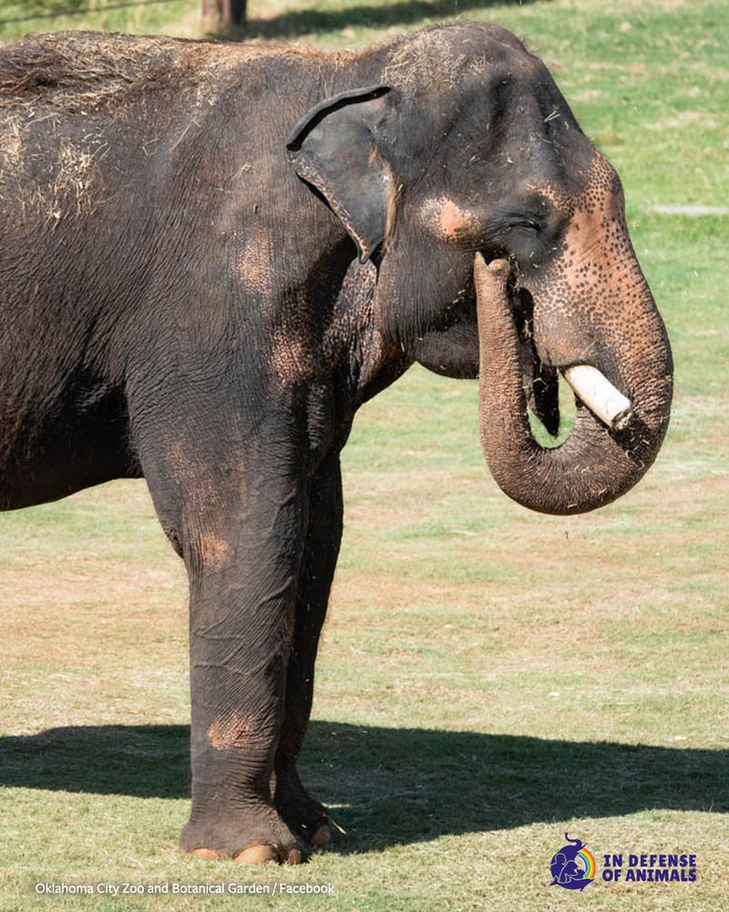 Elephant Swaying