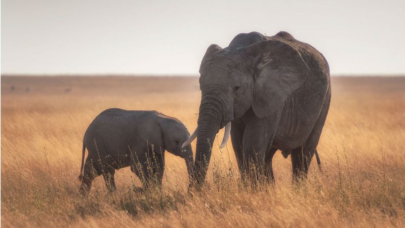 Elephants – Extra Cancer-Fighting Genes