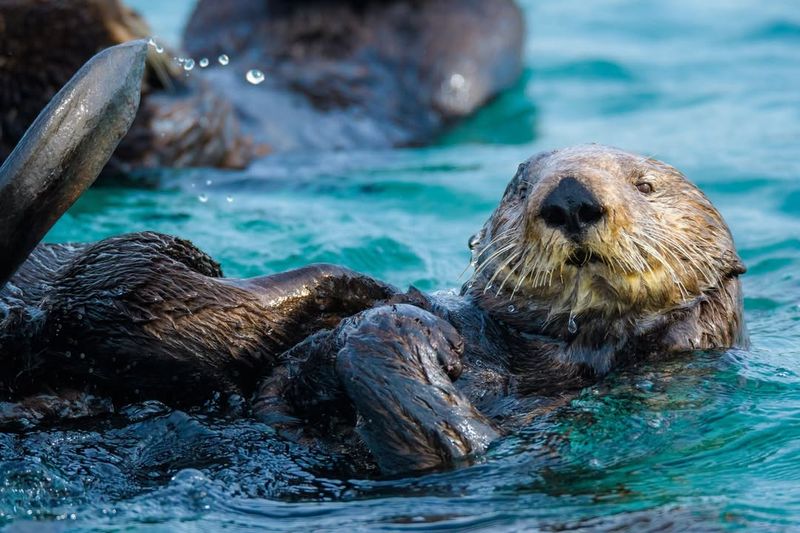 Sea Otters