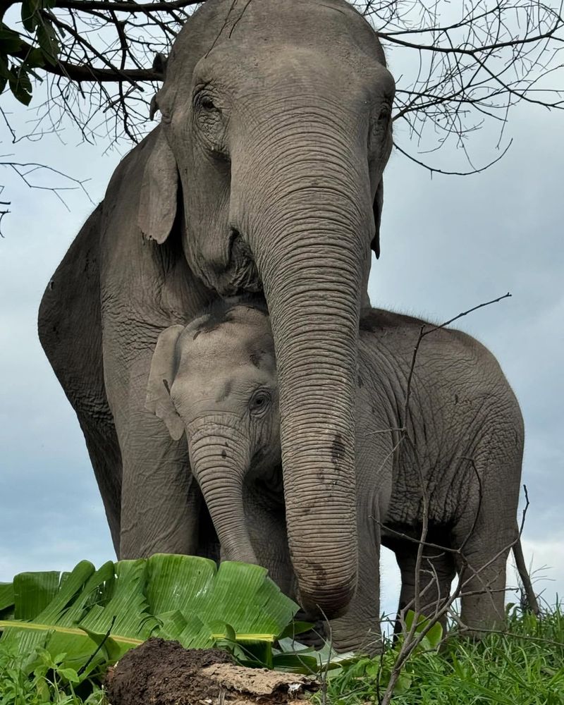 Elephants Are Afraid of Mice