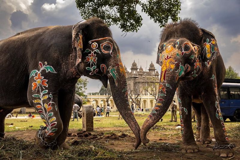 Elephants and Human Culture