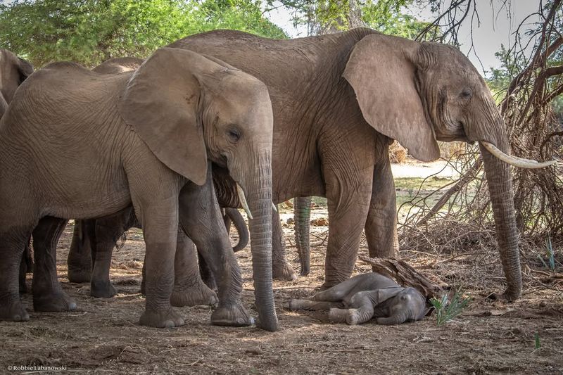 Elephants