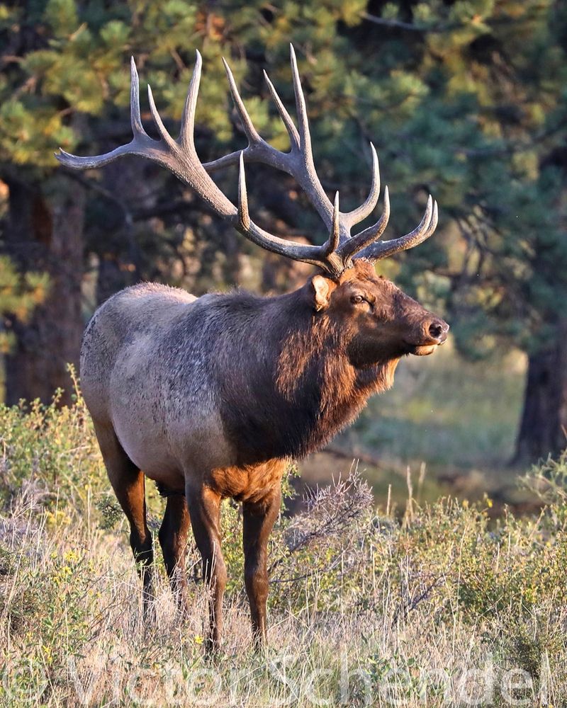 Elk