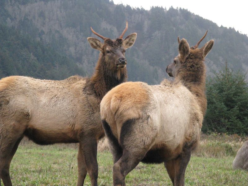 Elk