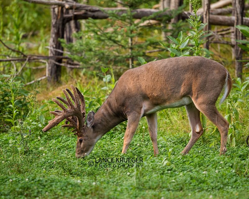 Whitetail Deer