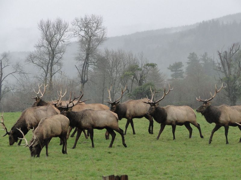 Elk