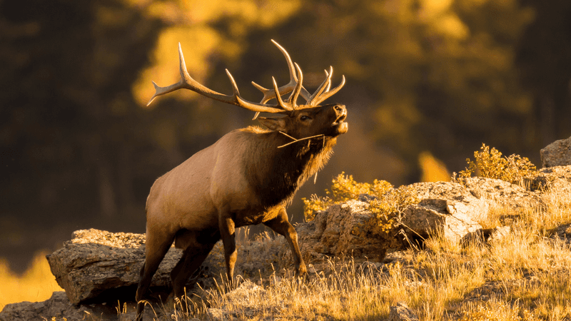 Elk