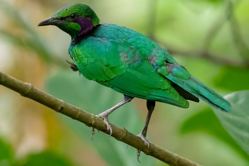 Emerald Starling