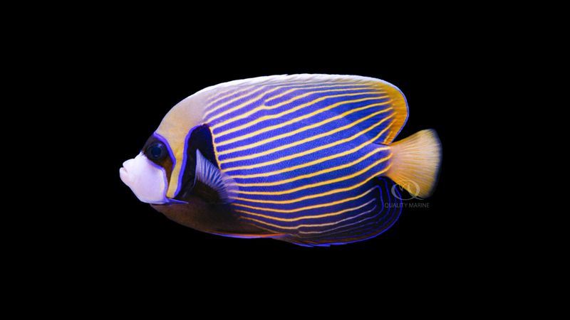 Emperor Angelfish