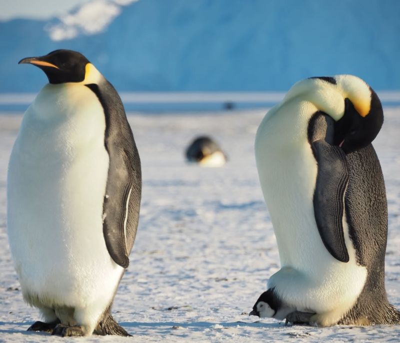 Emperor Penguin