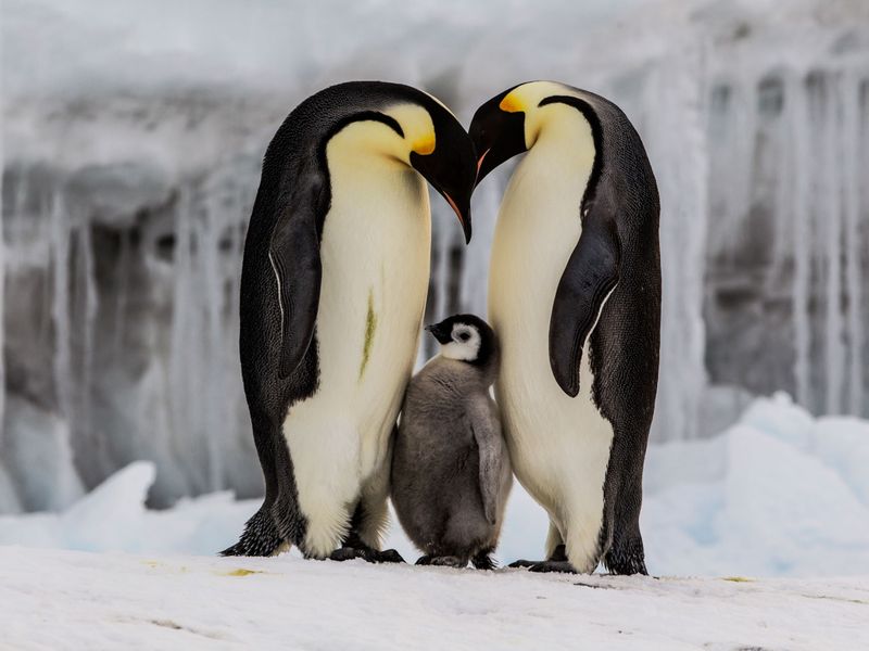 Emperor Penguin