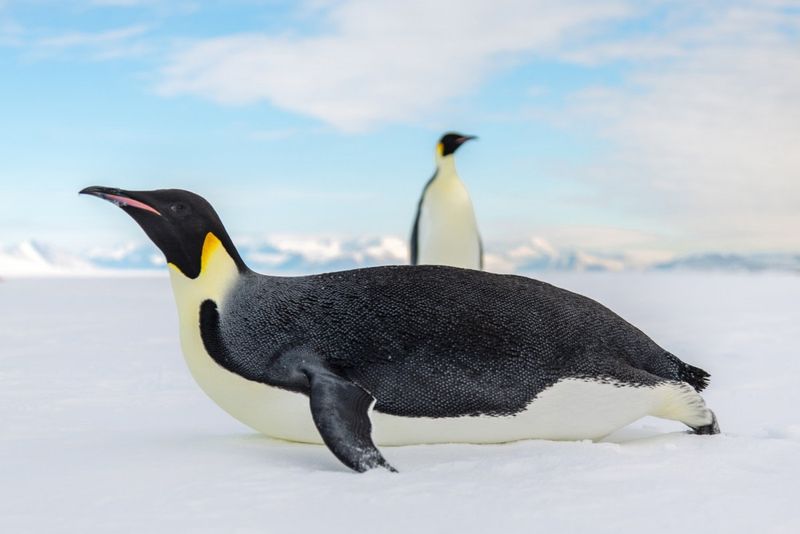 Emperor Penguin - The Ice King