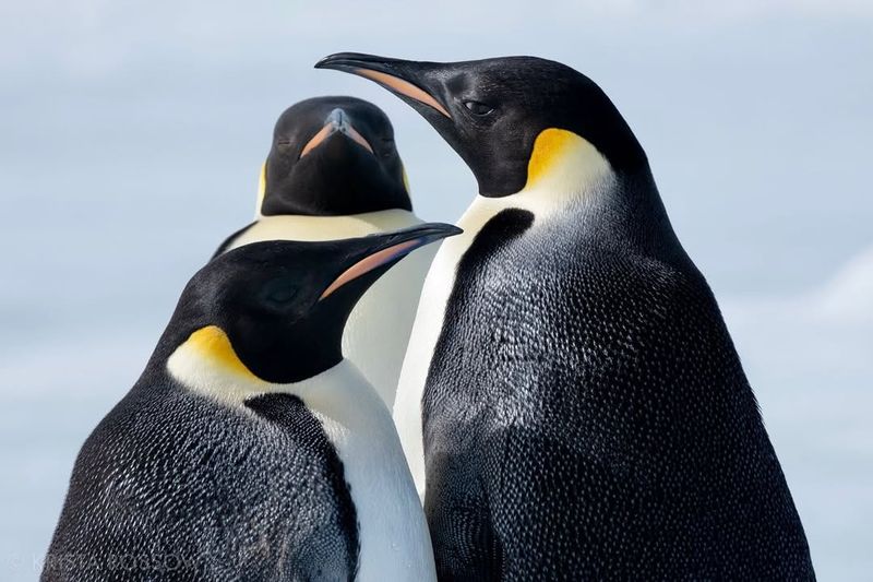 Emperor Penguin