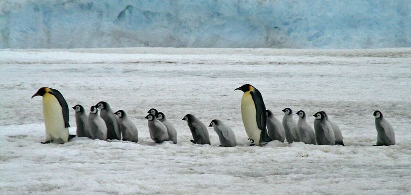 Emperor Penguins