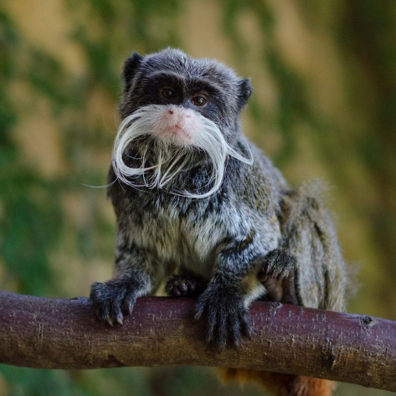 Emperor Tamarin