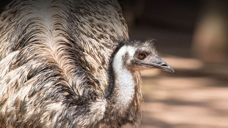 Emu