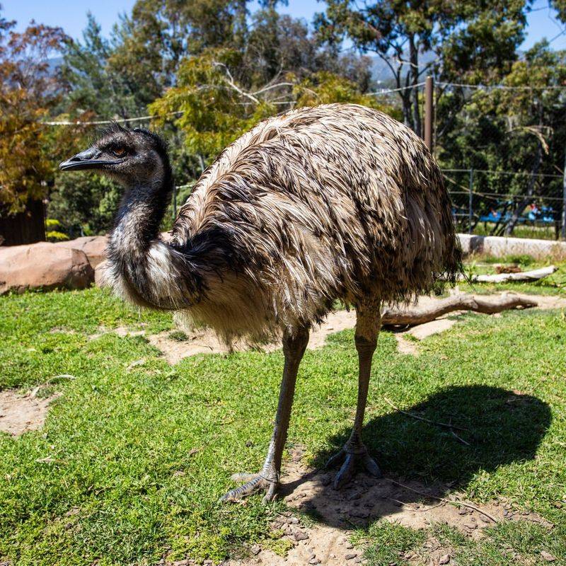 Emu