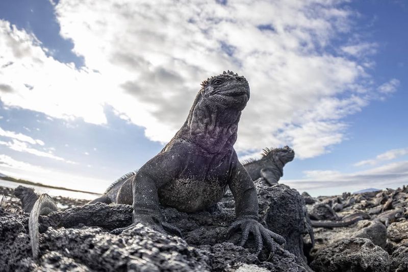 Endemic to Galápagos