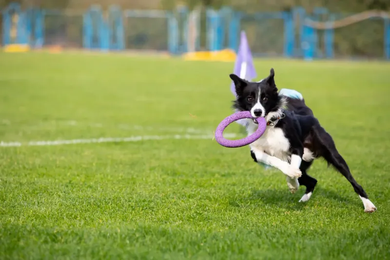 Engaging Playtime