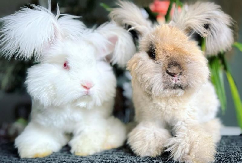 English Angora