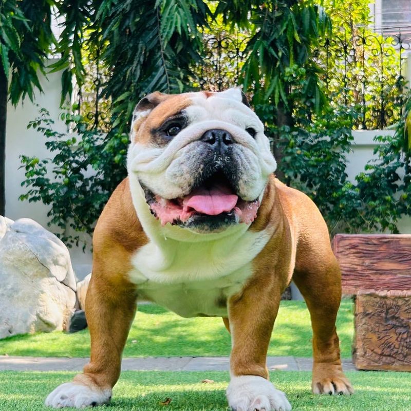 English Bulldog