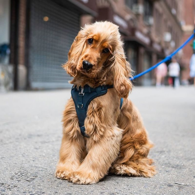 English Cocker Spaniel