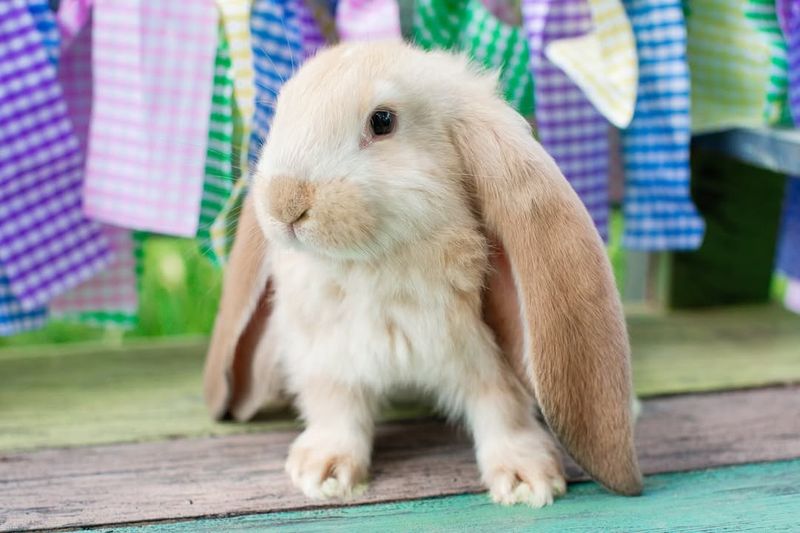 English Lop