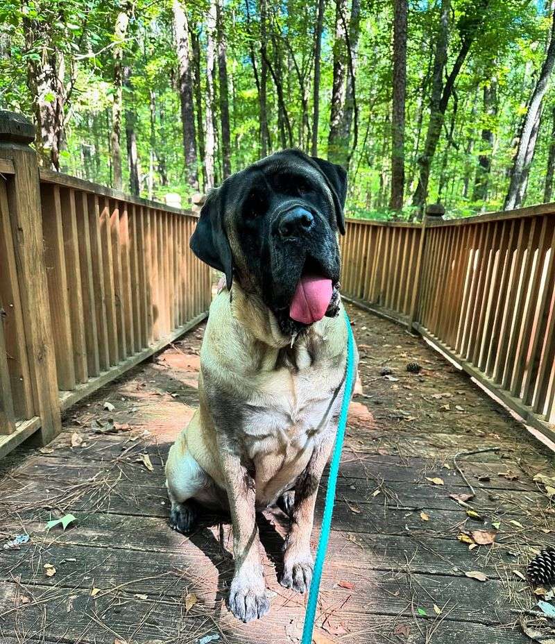 English Mastiff