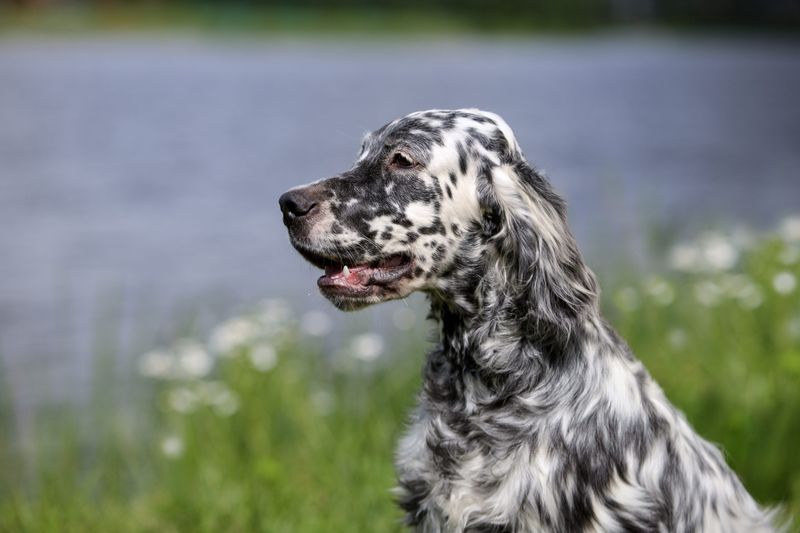 English Setter