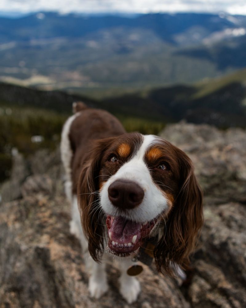 English Springer Spaniel