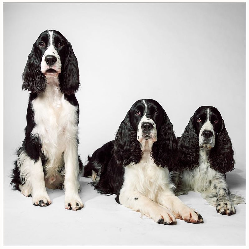 English Springer Spaniel