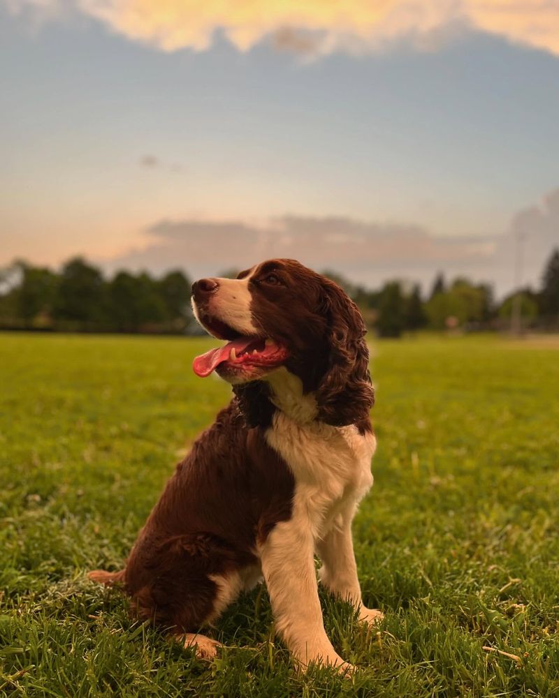 English Springer Spaniel