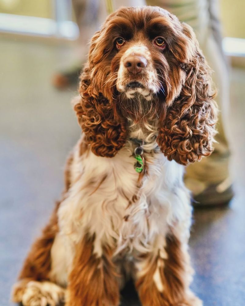 English Springer Spaniel