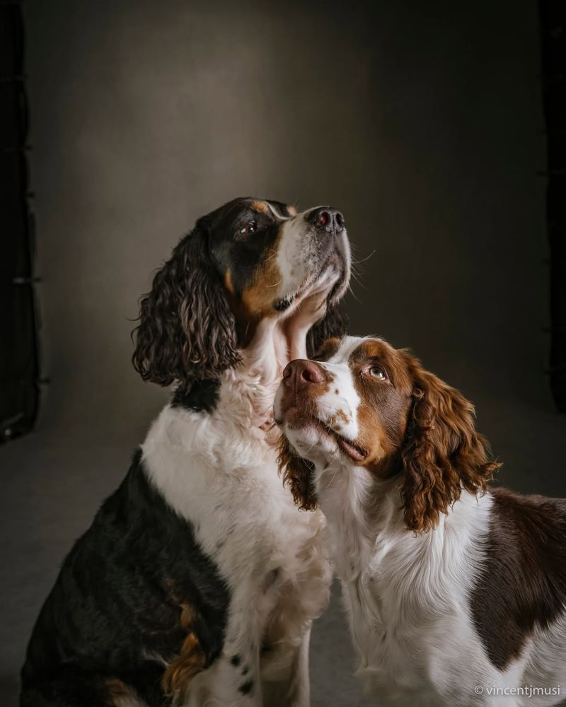 English Springer Spaniel