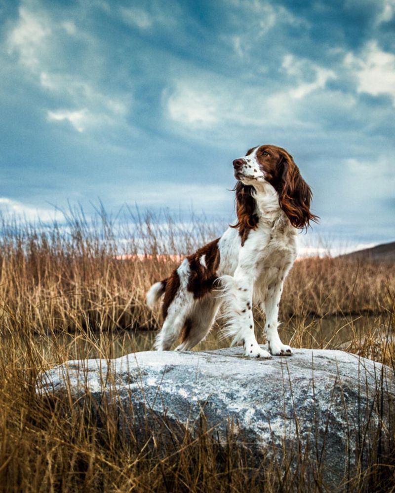 English Springer Spaniel