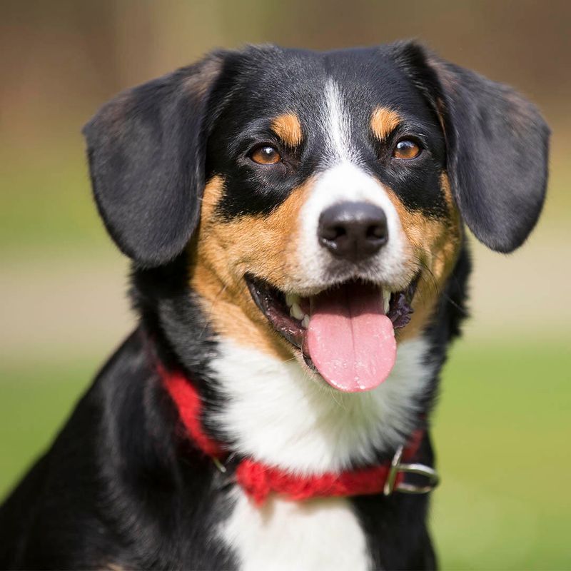 Entlebucher Mountain Dog