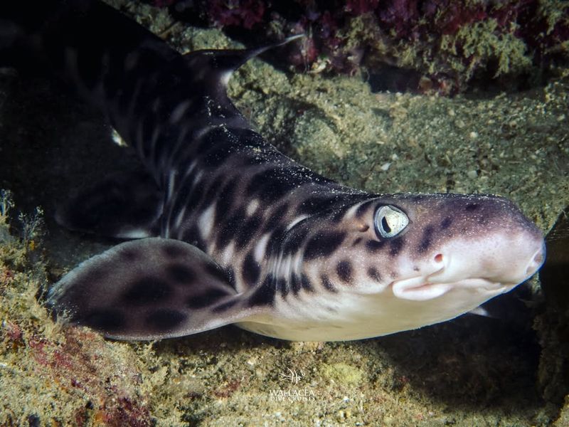 Coral Catshark