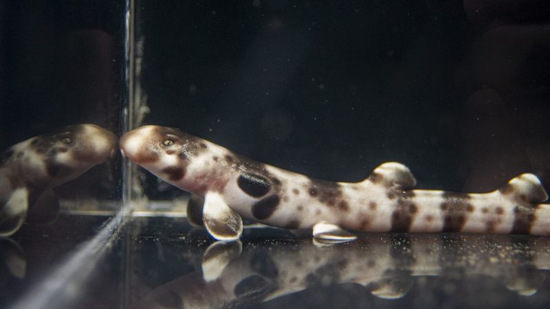 Epaulette Shark