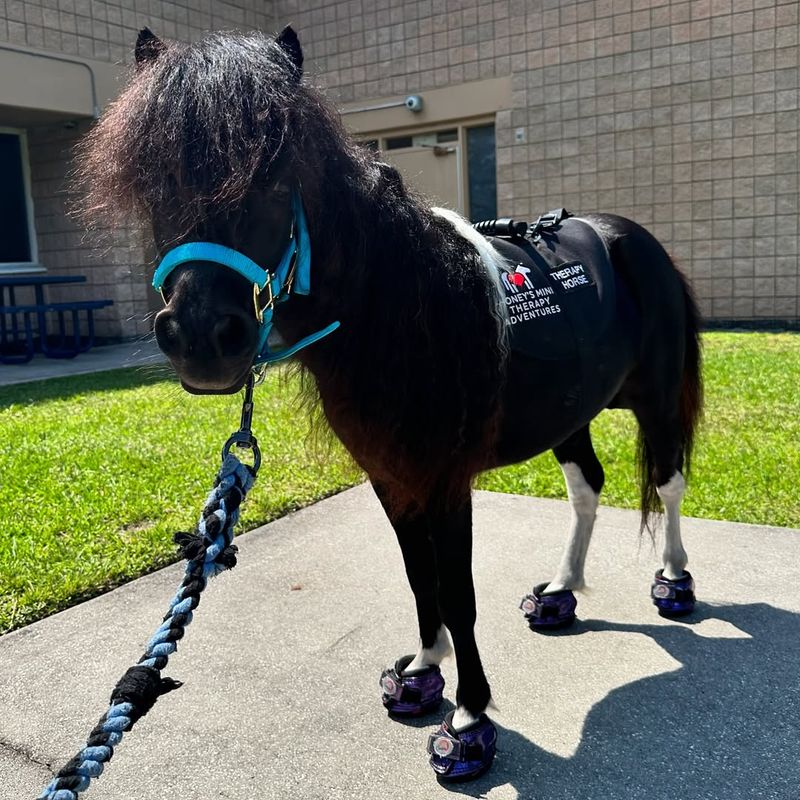 Equine Therapy