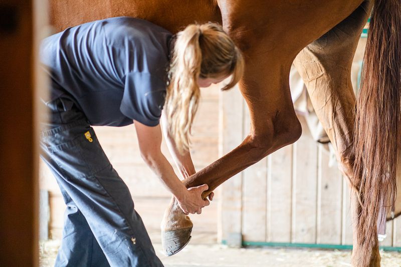 Equine Yoga and Stretching