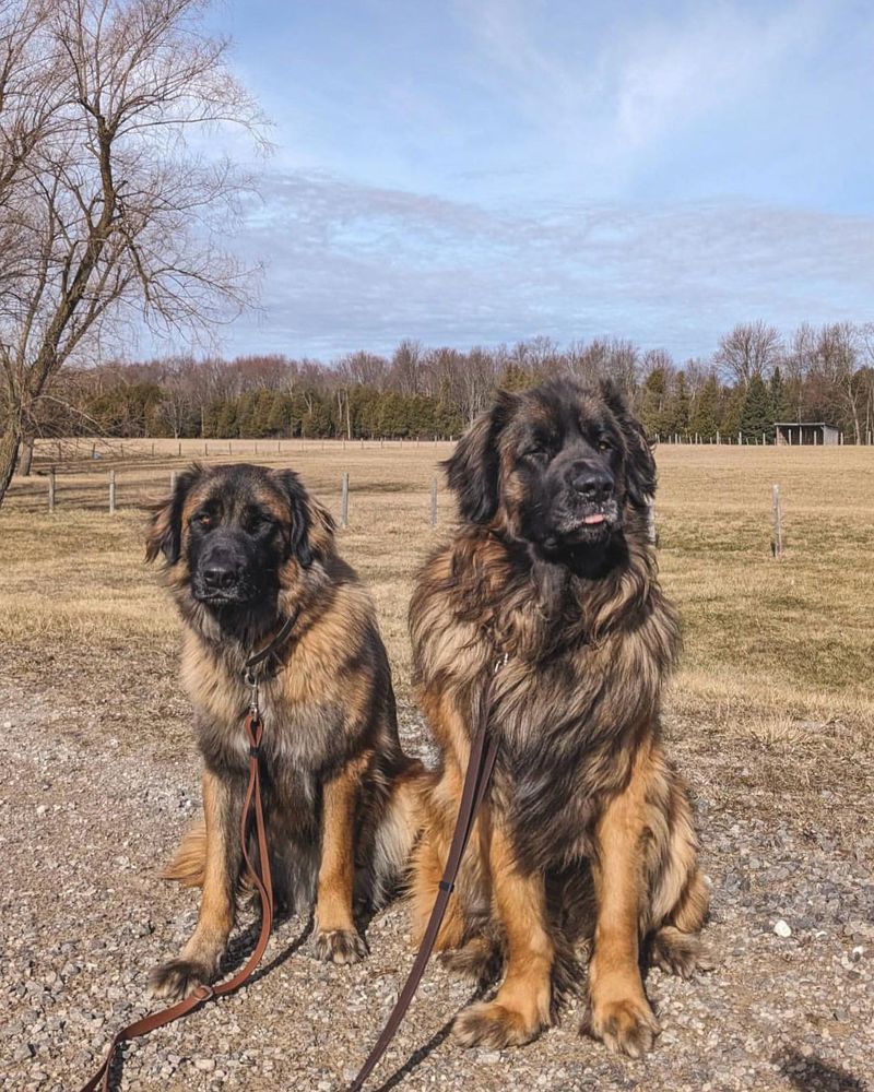 Estrela Mountain Dog