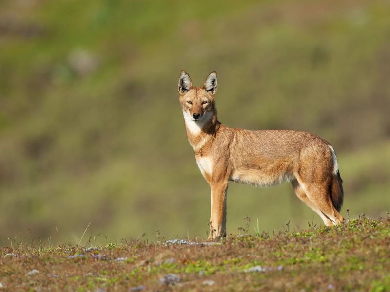 Ethiopian Wolf