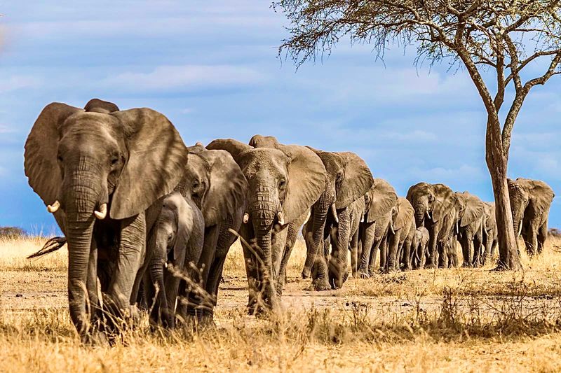 Etosha National Park, Namibia