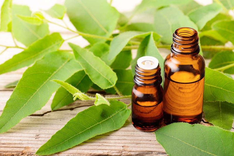 Eucalyptus Oil