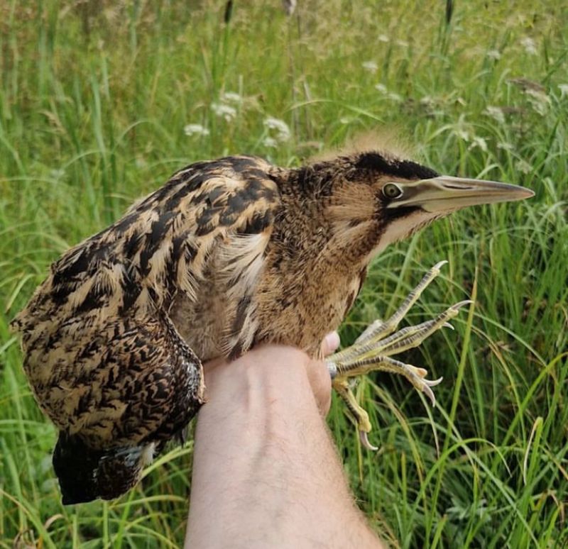 Eurasian Bittern