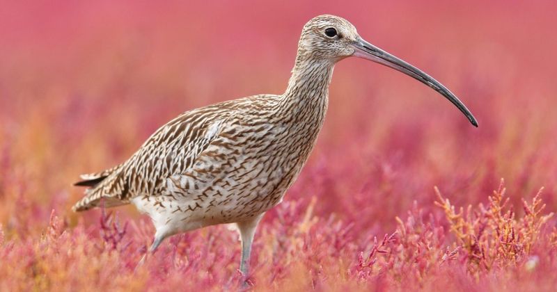 Eurasian Curlew