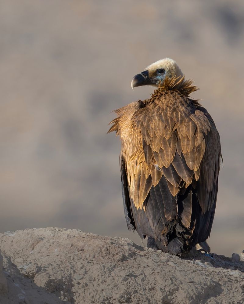 Eurasian Griffon Vulture