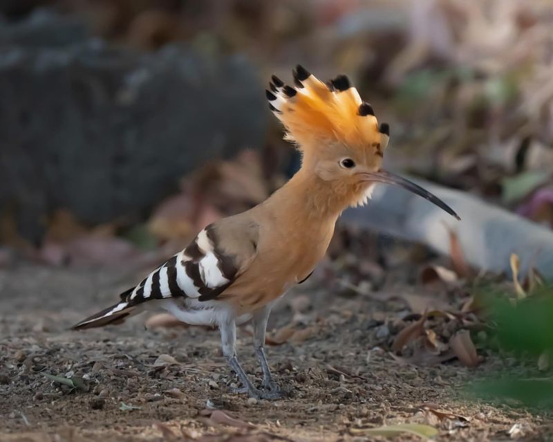 Eurasian Hoopoe